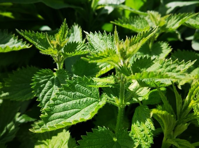 It’s May – shall we pick some nettles?